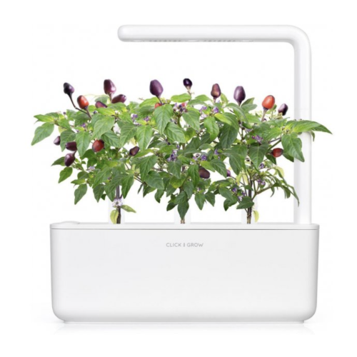 Click and Grow Smart Garden Refill 3-pack - Purple Chilli*
